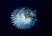 View of a spiny puffer fish,Diodon holocanthus