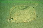 Window-pane flounder