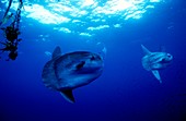 Sunfish