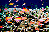 Sea goldie fish