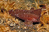 Cockatoo waspfish