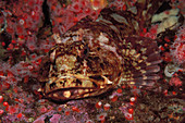 Cabezon off Vancouver Island