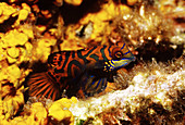Mandarinfish,Indonesia