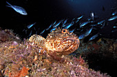 Northern Scorpionfish