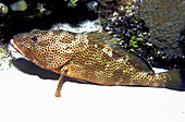 Red Hind,resting on pectoral fins