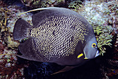 French Angelfish against coral