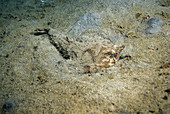 Shortnose Batfish (Ogcocephalus nasutus)
