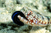 Lizardfish with Fangblenny prey