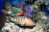 Nassau grouper