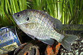 Bluegill in Polluted Water