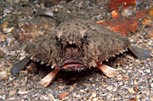 Shortnose Batfish