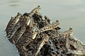 Mudskippers (Periophthalmus sp.)