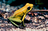 Golden poison frog