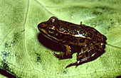 Young leopard frog