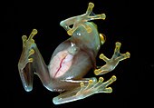 Northern glass frog feet