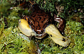 Salamander Eating a Slug
