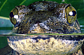 Goliath frog (Conraua goliath) Africa