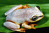 Blue back frog,Madagascar