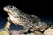 Titicaca frog (Telmatobius culeus)