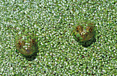 American bullfrogs in duckweed