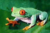 Red-eyed Green Tree Frog,Central America