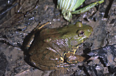 Amazon Green Frog