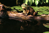 Bullfrog croaking on a log