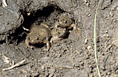 Plains Narrowmouth Toads