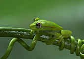 Polkadot Treefrog