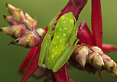 Polkadot Treefrog