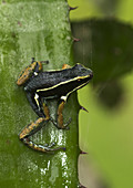 Spotted-Legged Poison Frog