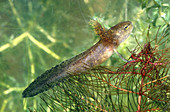 Jefferson Salamander Larva