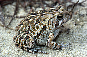 Fowlers Toad (Bufo woodhousei fowleri)
