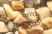 American Toad eggs