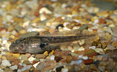 Great Basin Spadefoot Toad tadpole (1 of 5)