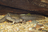 Great Basin Spadefoot Toad tadpole (3 of 5)