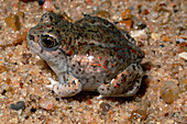 Great Basin Spadefoot Toad (5 of 5)