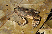 Painted Forest Toadlet