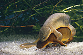 Northwestern Salamanders in amplexus