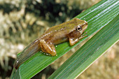 Pacific Chorus Frog Froglet