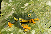 Amazon Leaf Frog