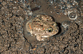 Western Spadefoot Toad