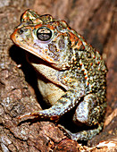 Southern Toad (Bufo terrestris)