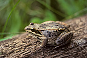 Wood frog