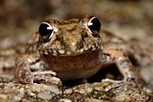 Bumpy Rocket Frog (Litoria inermis)
