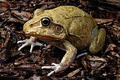 'Eastern Snapping Frog,Australia'
