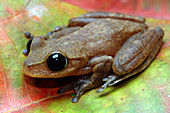 Australian Lace-lid Frog with eyelid open