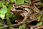 Brown-striped Frog (Limnodynastes peroni)