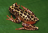 Variable Treefrog (Hyla triangulum)