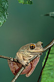 Cuban Treefrog